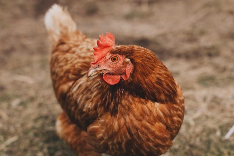 Gallina ponedora de huevos (Bri Tucker Unsplash)