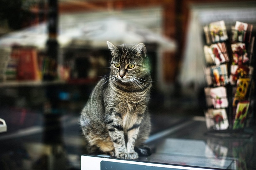 En este momento estás viendo Barkibu o SantéVet, ¿qué seguro para gatos contratar?