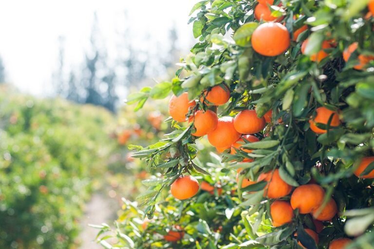 Naranjos con citricos (Max Unsplash)