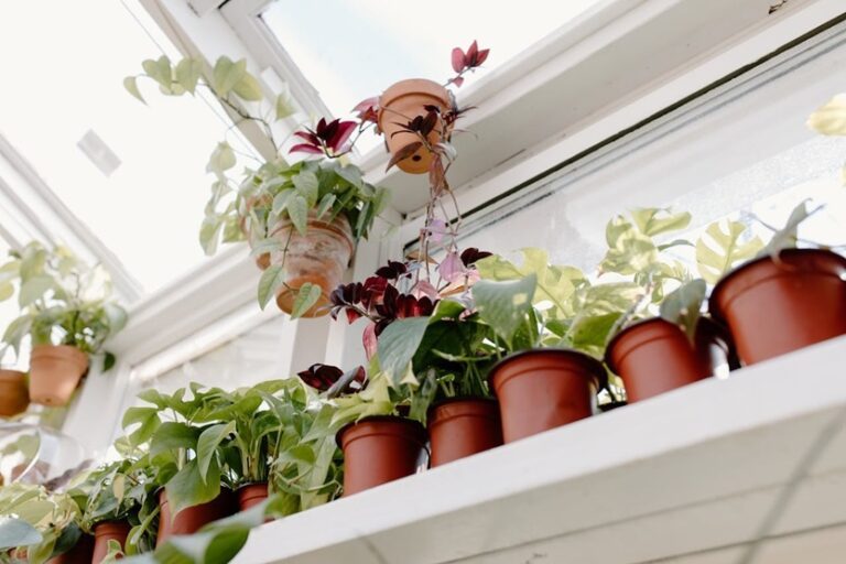 Plantas en invierno en tiestos