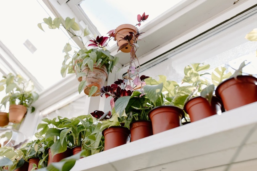 En este momento estás viendo Cómo cuidar tus plantas en invierno: consejos para protegerlas del frío