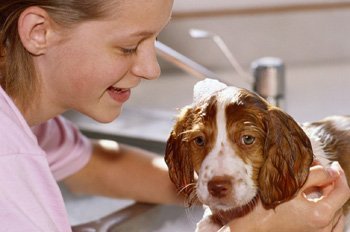 Lee más sobre el artículo Cómo funcionan los lavaderos de perros
